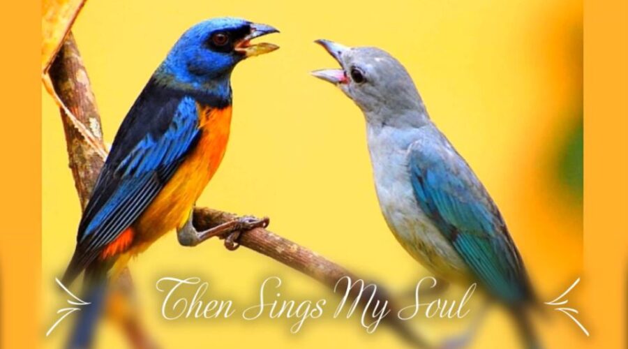 When The Birds Sing